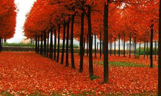 手机动态壁纸大全 手机动态壁纸大全