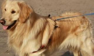 和金毛干了四年都没事 和金毛干了四年都没事