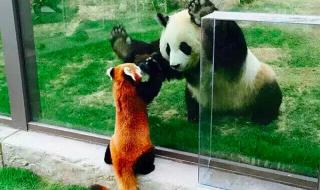 大熊猫属于什么科动物 大熊猫属于什么科动物