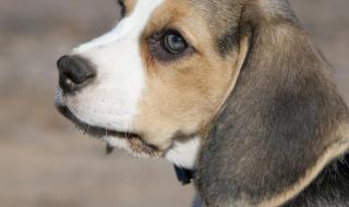 完美宠物秘密地下室 完美宠物秘密地下室