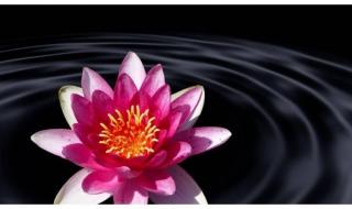 目光如豆是什么生肖