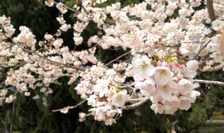 武汉大学樱花盛放